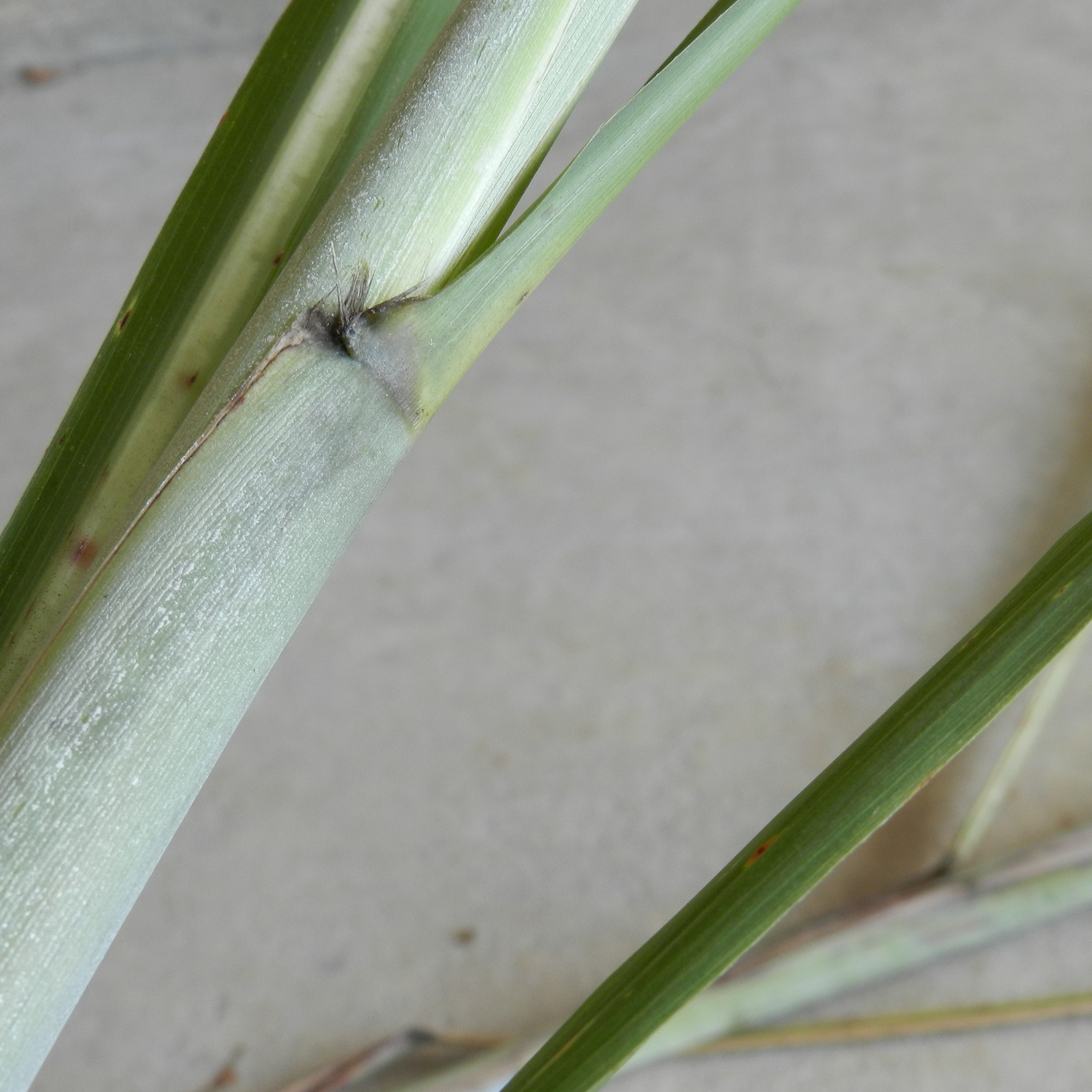Auricle – Slight to none.